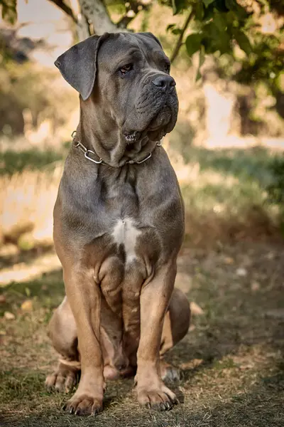 Kaslı yetişkin bir Cane Corso köpeği güneşli ya da bahçedeki yeşil çimlerin üzerinde oturuyor. Safkan İtalyan mastifinin güçlü bir yapısı, doğal kesilmiş kulakları ve dili vardır..