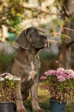 Cane Corso köpek yavrusu güneşli bahçede yeşil çimlerin üzerinde oturuyor. Safkan İtalyan Cane Corso 'nun güçlü bir vücudu ve doğal kesilmiş kulakları var. formentino rengi