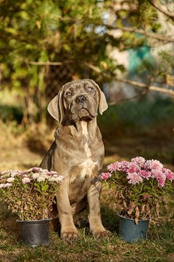 Cane Corso köpek yavrusu güneşli bahçede yeşil çimlerin üzerinde oturuyor. Safkan İtalyan Cane Corso 'nun güçlü bir vücudu ve doğal kesilmiş kulakları var. formentino rengi