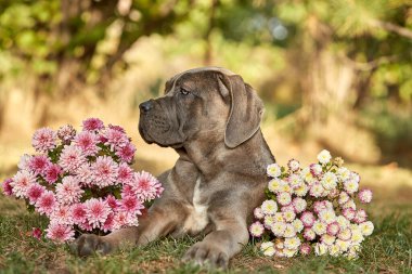 Cane Corso köpek yavrusu güneşli bahçede yeşil çimlerin üzerinde oturuyor. Safkan İtalyan Cane Corso 'nun güçlü bir vücudu ve doğal kesilmiş kulakları var. formentino rengi