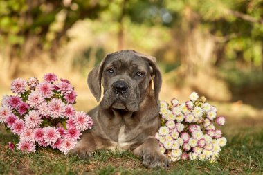 Cane Corso köpek yavrusu güneşli bahçede yeşil çimlerin üzerinde oturuyor. Safkan İtalyan Cane Corso 'nun güçlü bir vücudu ve doğal kesilmiş kulakları var. formentino rengi