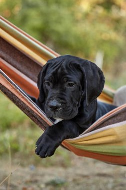 Cane Corso köpek yavrusu güneşli bir bahçede bir hamakta oturuyor. Safkan İtalyan Cane Corso 'nun güçlü bir vücudu, doğal aralıksız kulakları ve siyah bir rengi vardır..