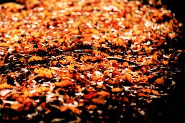 Ölü yapraklardan oluşan bir yatak manzarası.