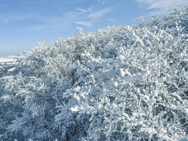 Snowy and frosted vegetation.