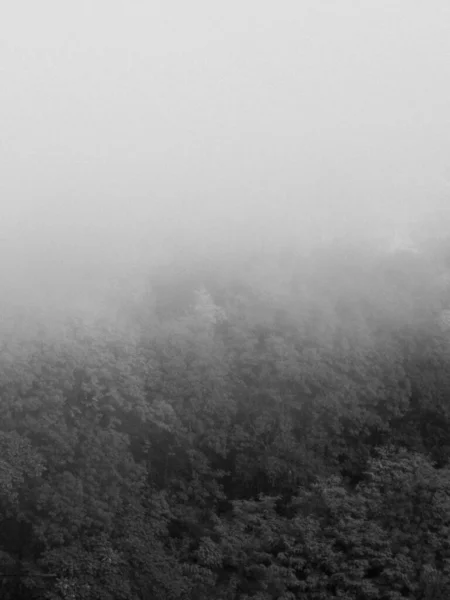 View of a forest gradually obscured by fog.