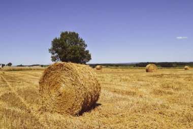 View of a straw bale in a field in summer.