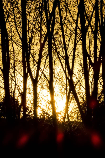 View of a sunset behind trees in winter.