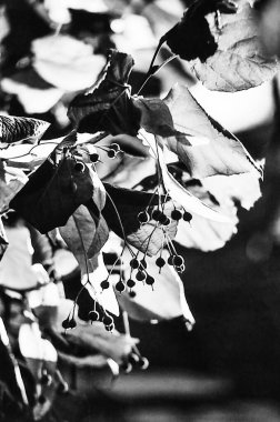 Backlit and close-up of the fruits of a lime tree.