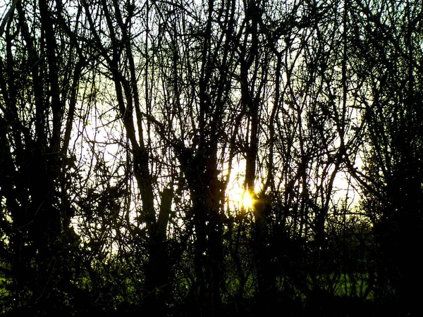 Захід Сонця Взимку Огорожею Дерев — стокове фото