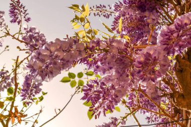 Düşük açı Çiçek açan salkımgiller.