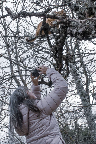 Elma ağacında kedi fotoğraflayan kadının alçak açılı görüntüsü.