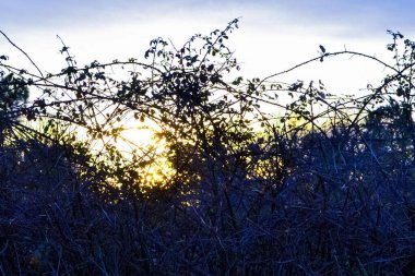 Böğürtlen çalılarının arkasında gün batımı.