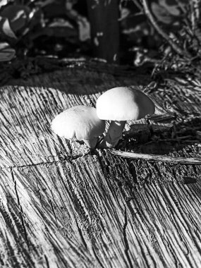 İki küçük beyaz mantara yakın çekim.