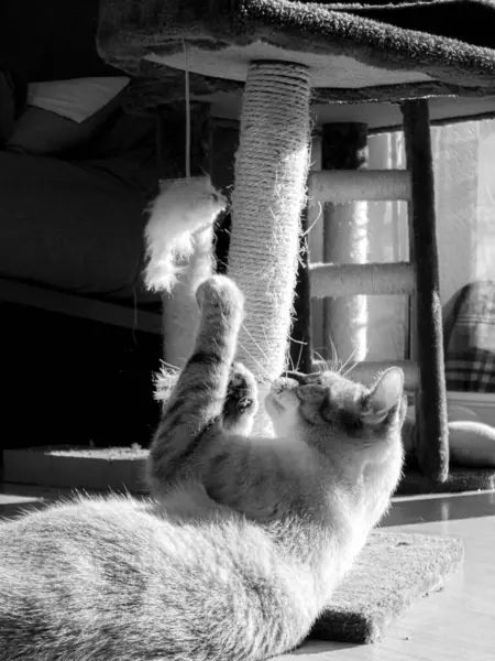 Avrupa kedisi kedi ağacının dibinde oynuyor..