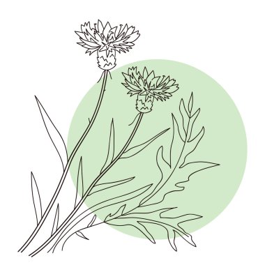 Yabani çiçekler, vektör, doğrusal illüstrasyon.