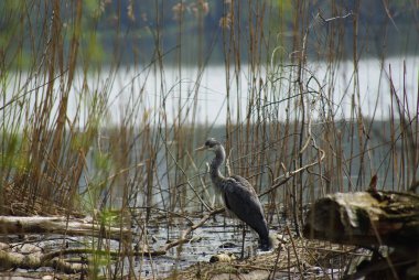 Büyük mavi balıkçıl ardea cinerea