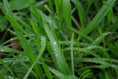 Çiy damlalı bir ot