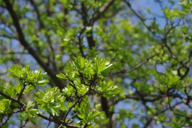 Yeşil yapraklı ağaçlar, berrak bir arkaplan..