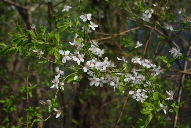 Arka planda yeşil yapraklar olan bir ağaç dalında çiçekler.