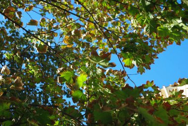 Bir ağacın yemyeşil yapraklarının arasından süzülen açık mavi bir gökyüzü..