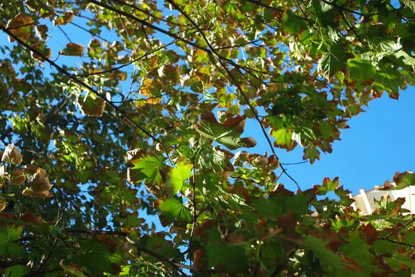 Bir ağacın yemyeşil yapraklarının arasından süzülen açık mavi bir gökyüzü..