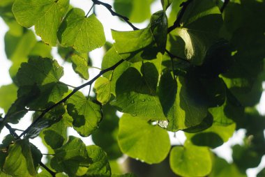 Berrak bir gökyüzüne karşı yemyeşil yaprakların yakın çekimi, güneş ışığı içinden süzülüyor..