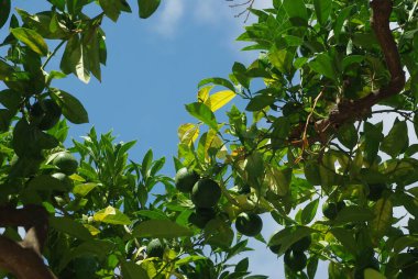 Yeşil yapraklar ve olgun meyvelerle dolu bir ağaç.. 
