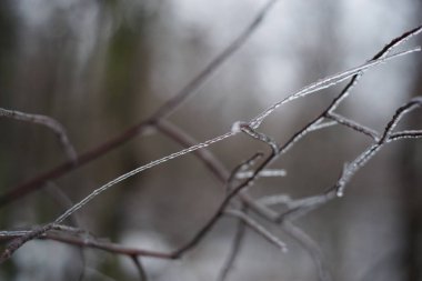 Üstüste dizili meyveleri sarkmış muz ağaçları,. 