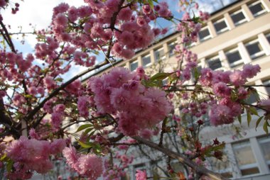Çiçekli bir ağaç, muhtemelen pembe kiraz çiçekleri, mavi gökyüzüne karşı..