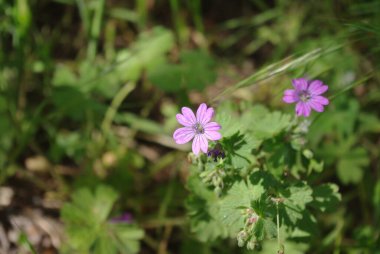 Küçük mor bir çiçek yeşil ve kahverengi bitki örtüsüne karşı duruyor..