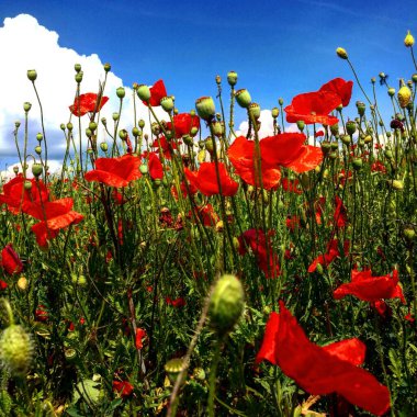 Poppy Field Kyjov Çek Cumhuriyeti 'nde