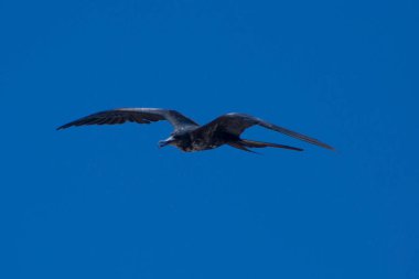 this marine bird takes the name of Frigate. photographed in full flight in search of its prey in the middle of the ocean
