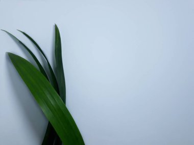 Beyaz Pandanus yaprağına yakın dur. Pandan genellikle yemeği tercih eder.