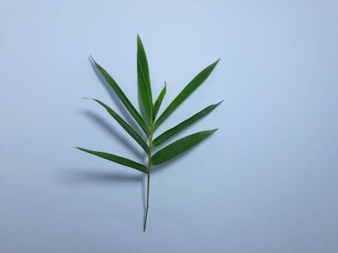 Beyaz bambu Bambusa vulgaris yaprağına yakın durun. şablon arkaplan, pankart ve ağ için alanı kes