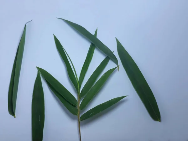 Close Isolated White Bamboo Bambusa Vulgaris Leaf Cut Space Template — Stock Photo, Image
