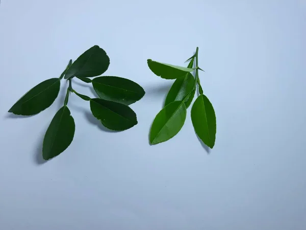 Nahaufnahme Isoliert Auf Weißen Limetten Citrus Aurantiifolia Frucht Und Blatt — Stockfoto