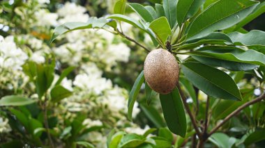 Kahverengi sapodilla meyvesini kapat. Ağaçta güzel çiçekler var.         