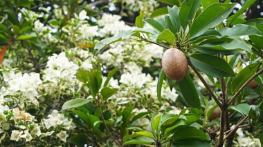 Kahverengi sapodilla meyvesini kapat. Ağaçta güzel çiçekler var.    