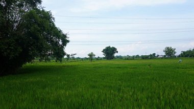 Dense green tall bamboo tree at paddy fields     