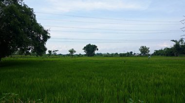 Dense green tall bamboo tree at paddy fields     