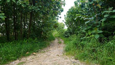 a quiet empty village rural road with a tranquil and cool natural feel. a paving street with lots of teak trees along the sides