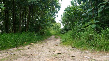 a quiet empty village rural road with a tranquil and cool natural feel. a paving street with lots of teak trees along the sides