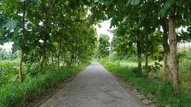a quiet empty village rural road with a tranquil and cool natural feel. a paving street with lots of teak trees along the sides