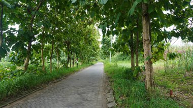 a quiet empty village rural road with a tranquil and cool natural feel. a paving street with lots of teak trees along the sides
