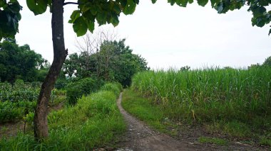 a quiet empty village rural road with a tranquil and cool natural feel. a paving street with lots of teak trees along the sides