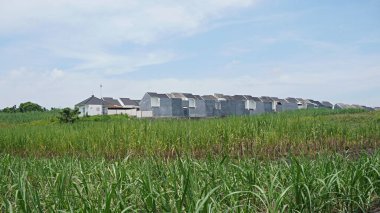 House near the rice paddy field           