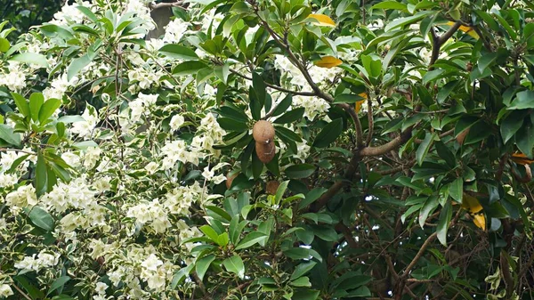 Close Brown Sapodilla Fruit Stick Tree Beauty Flowers — Stock Photo, Image