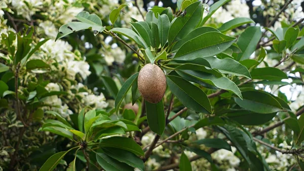 Kahverengi sapodilla meyvesini kapat. Ağaçta güzel çiçekler var.         