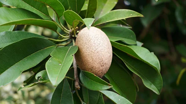 Kahverengi sapodilla meyvesini kapat. Ağaçta güzel çiçekler var.         