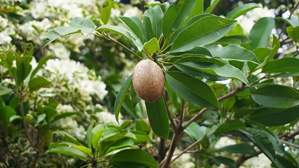 Kahverengi sapodilla meyvesini kapat. Ağaçta güzel çiçekler var.         